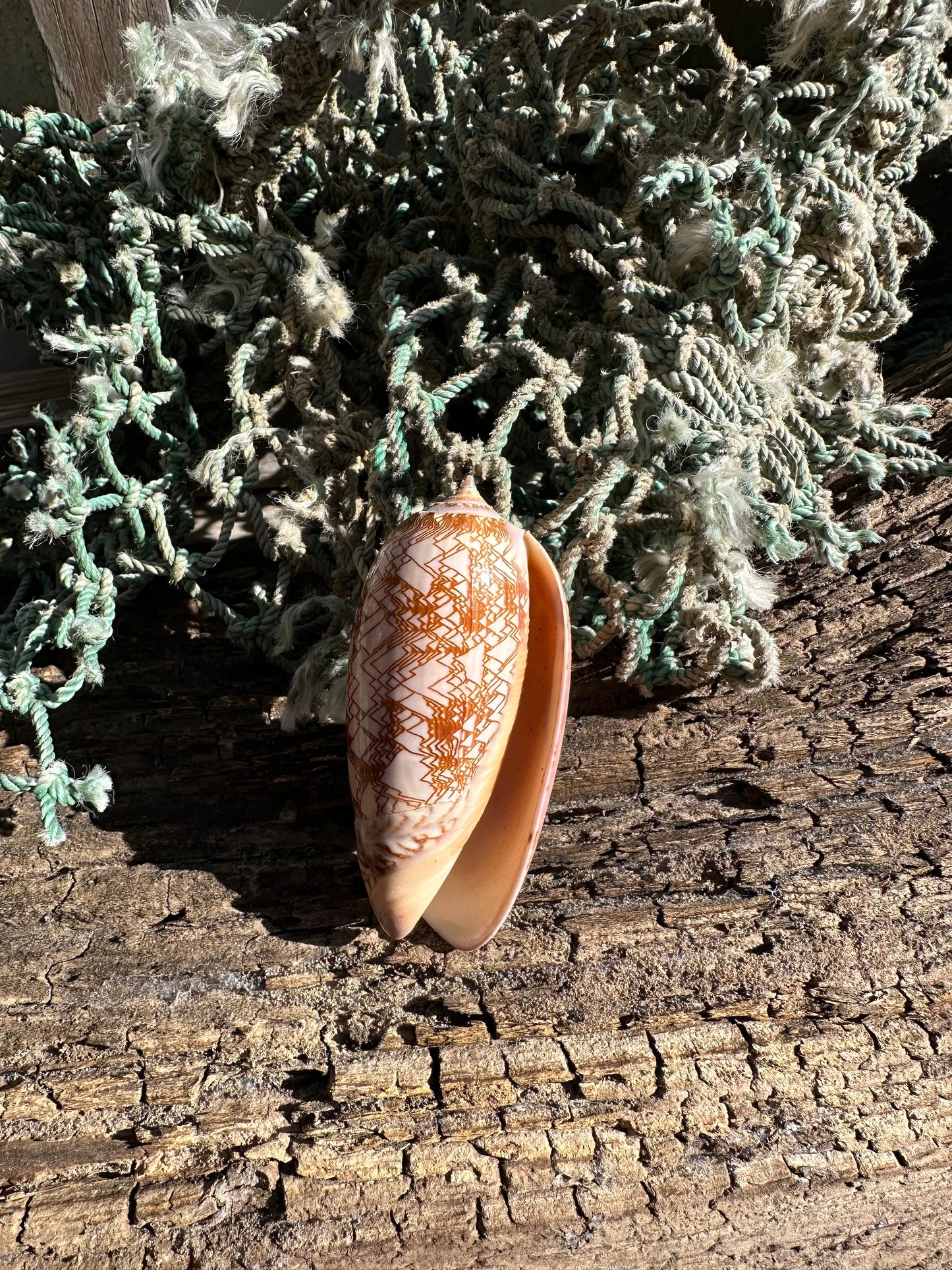 Polished Tent Olive Shell – 3.2" Oliva porphyria