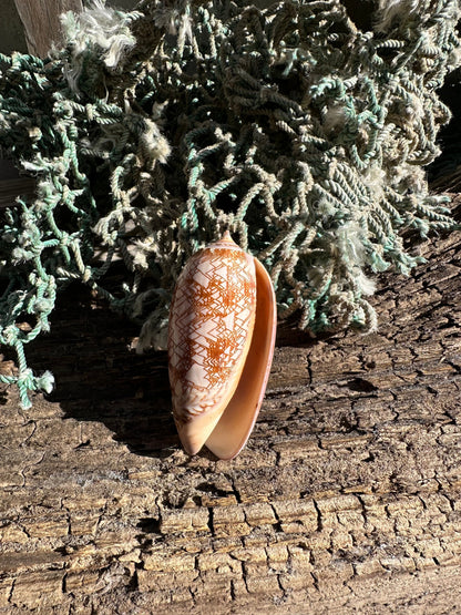 Polished Tent Olive Shell – 3.2" Oliva porphyria