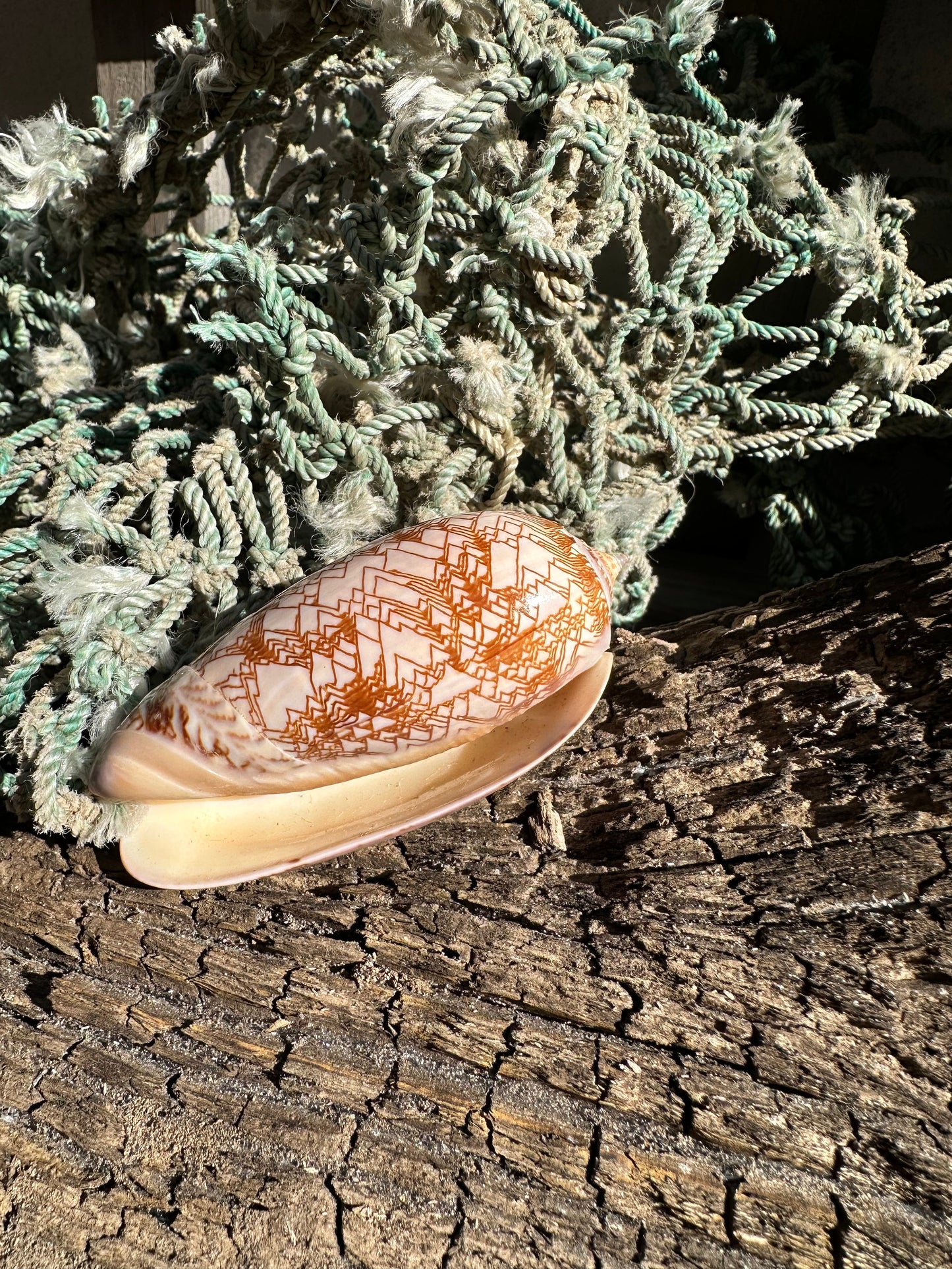 Polished Tent Olive Shell – 3.2" Oliva porphyria