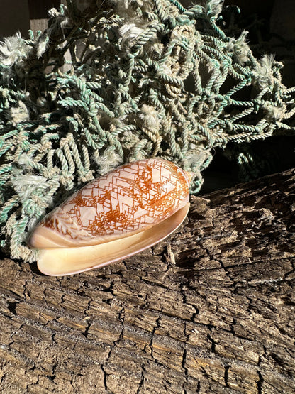 Polished Tent Olive Shell – 3.2" Oliva porphyria