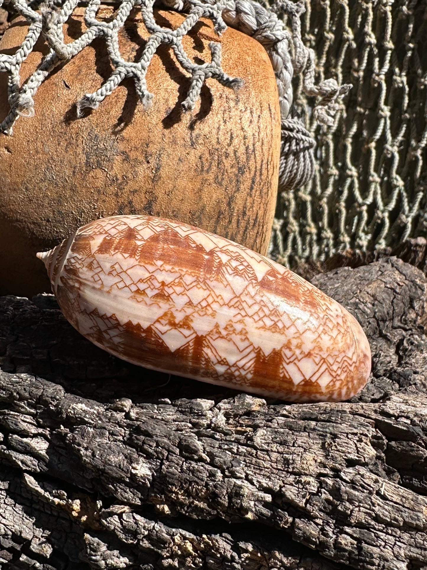 Tent Olive - Oliva porphyria