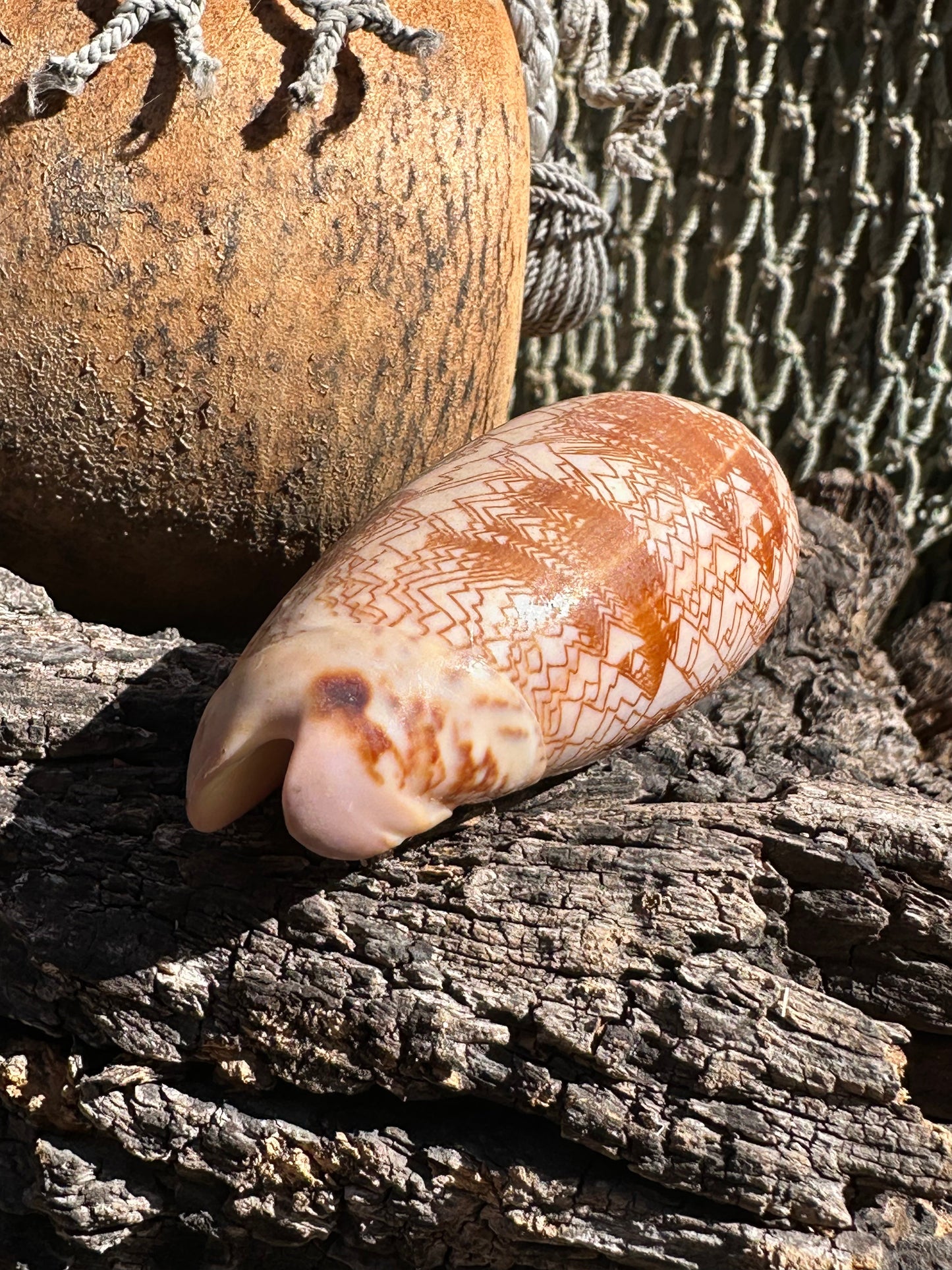 Tent Olive - Oliva porphyria