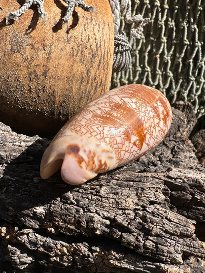 Tent Olive - Oliva porphyria