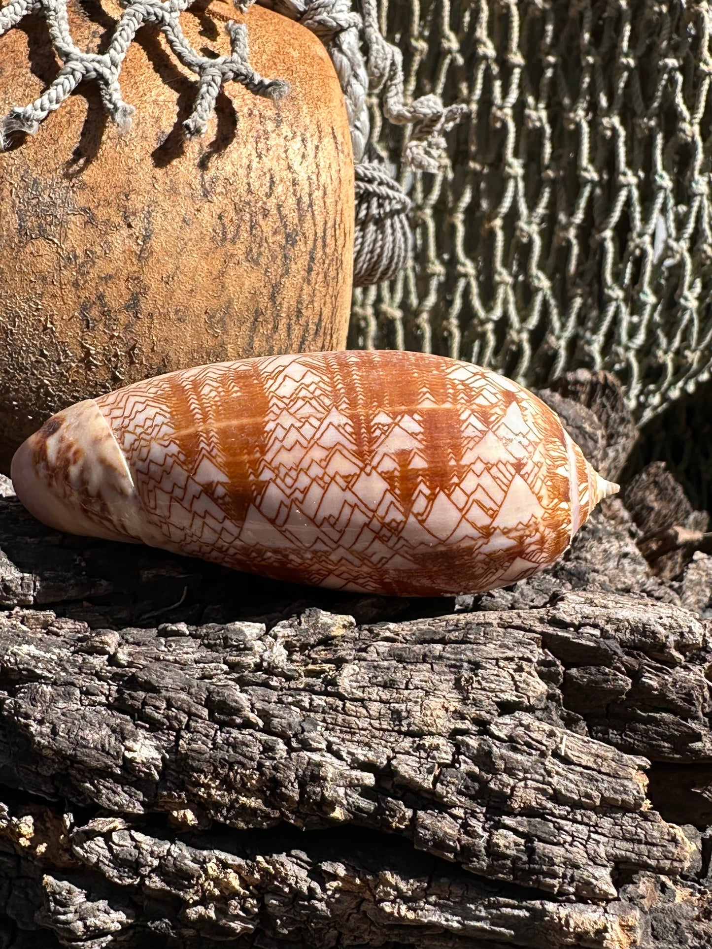 Tent Olive - Oliva porphyria