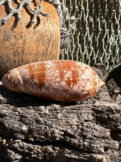 Tent Olive - Oliva porphyria