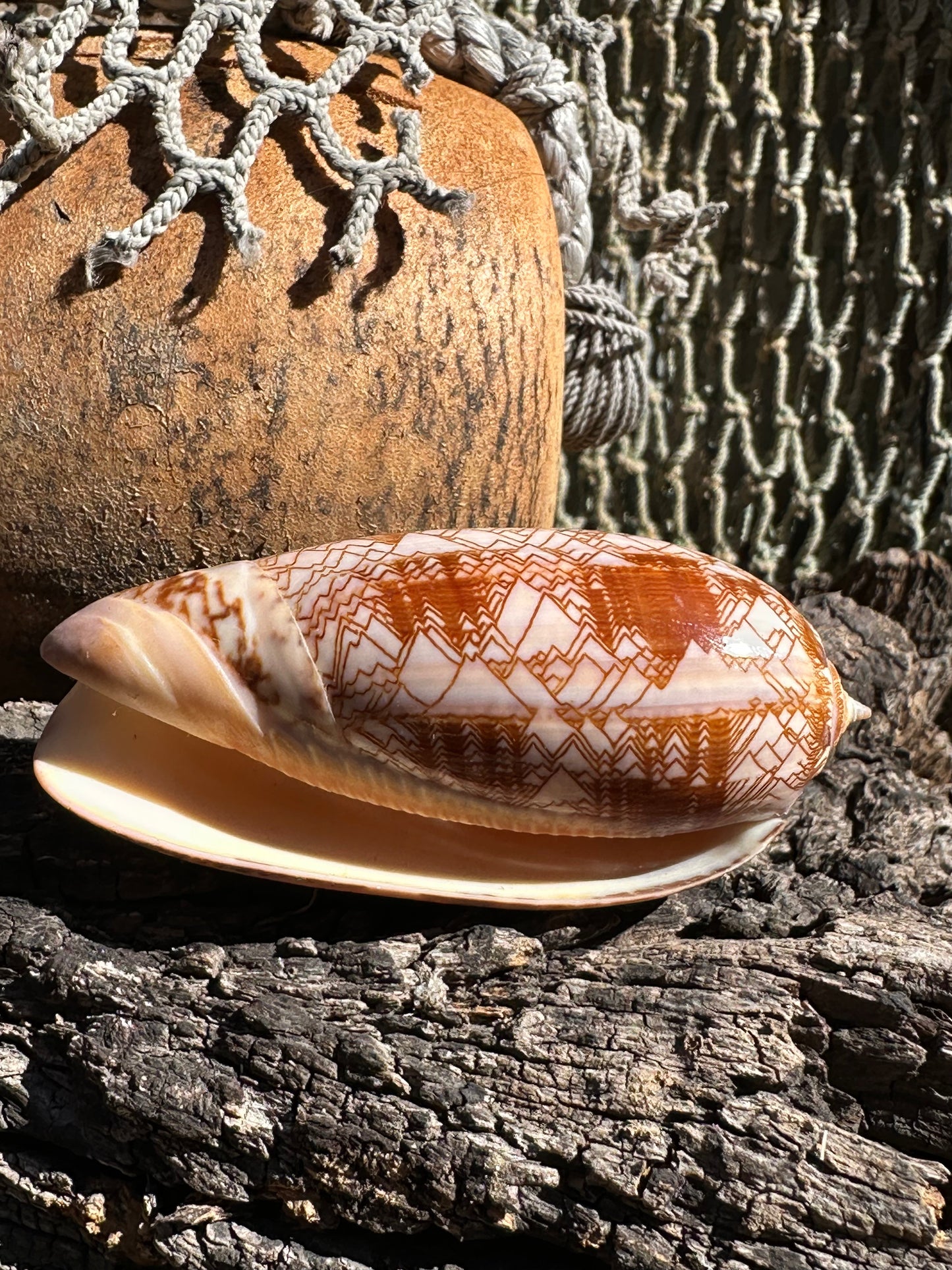 Tent Olive - Oliva porphyria