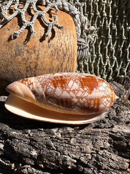 Tent Olive - Oliva porphyria