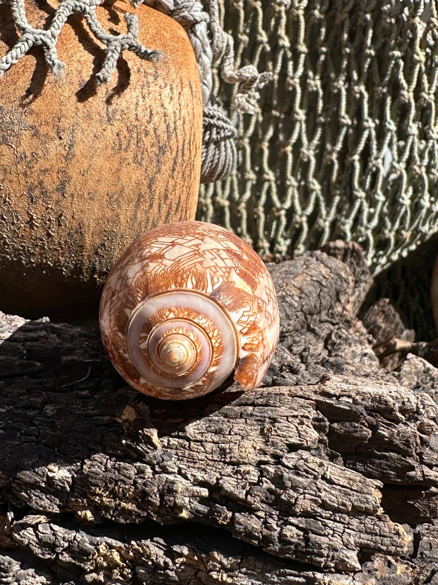 Tent Olive - Oliva porphyria