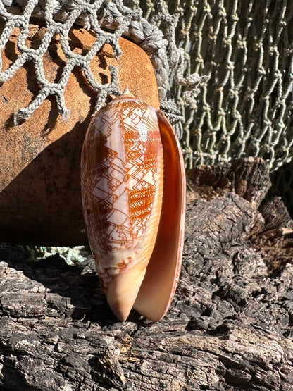 Tent Olive - Oliva porphyria