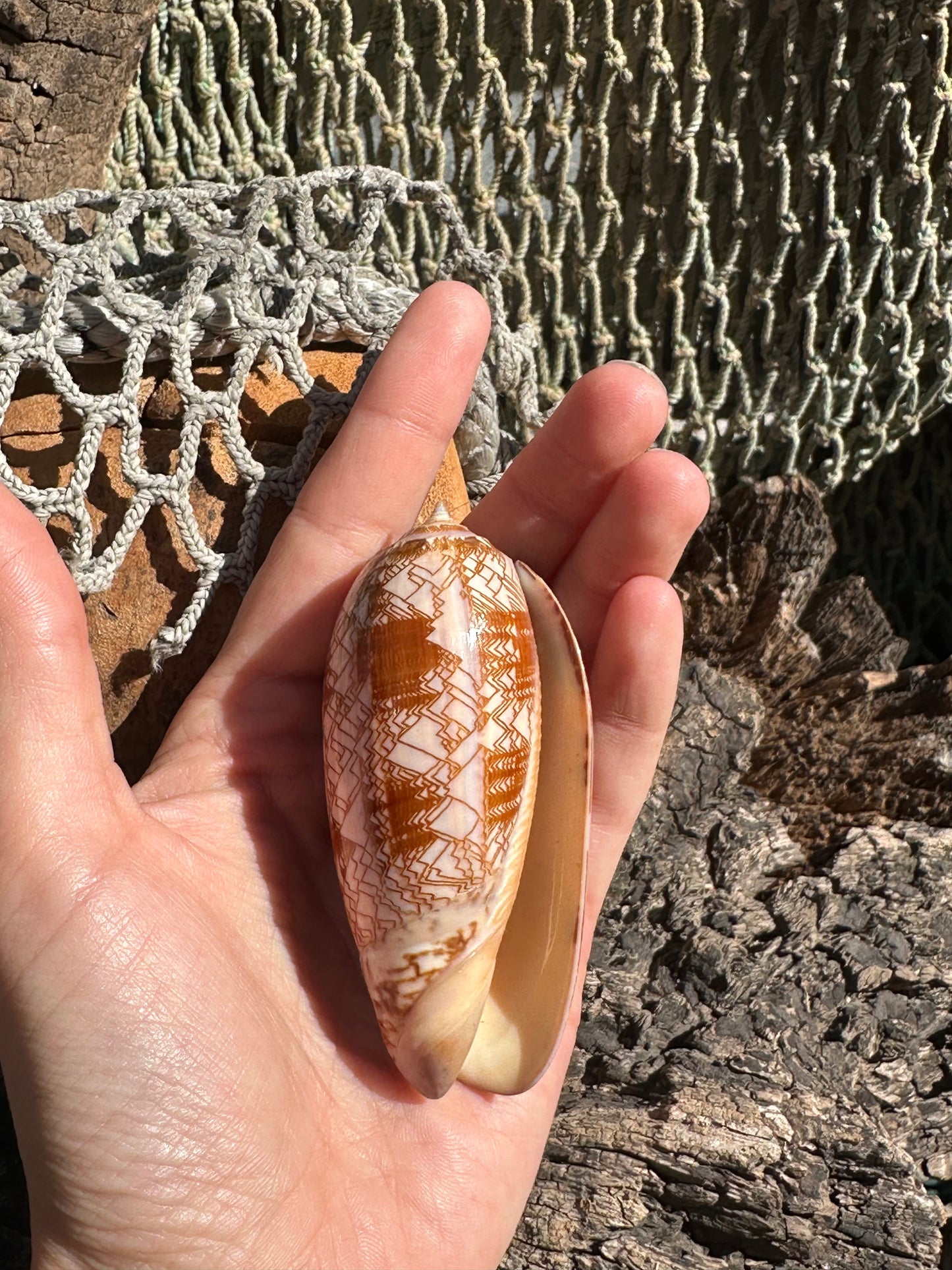 Tent Olive - Oliva porphyria