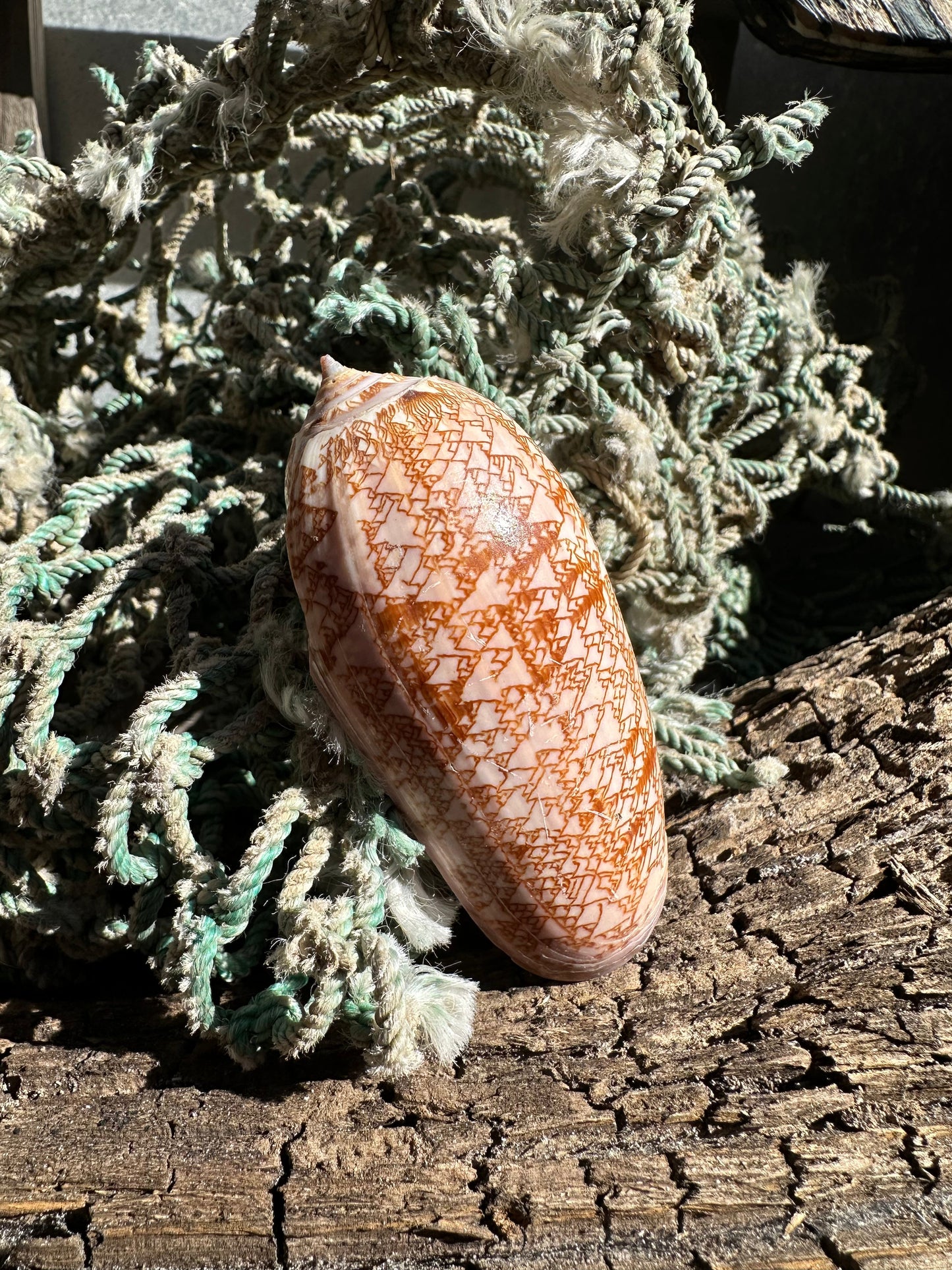 Polished Tent Olive - Oliva porphyria Slight Damage