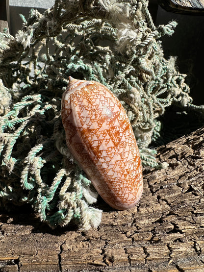 Polished Tent Olive - Oliva porphyria Slight Damage