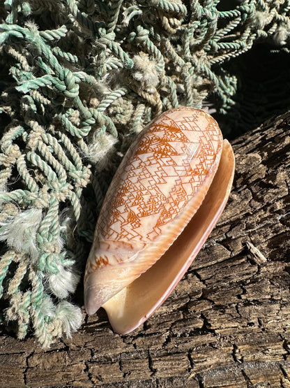 Polished Tent Olive - Oliva porphyria Slight Damage