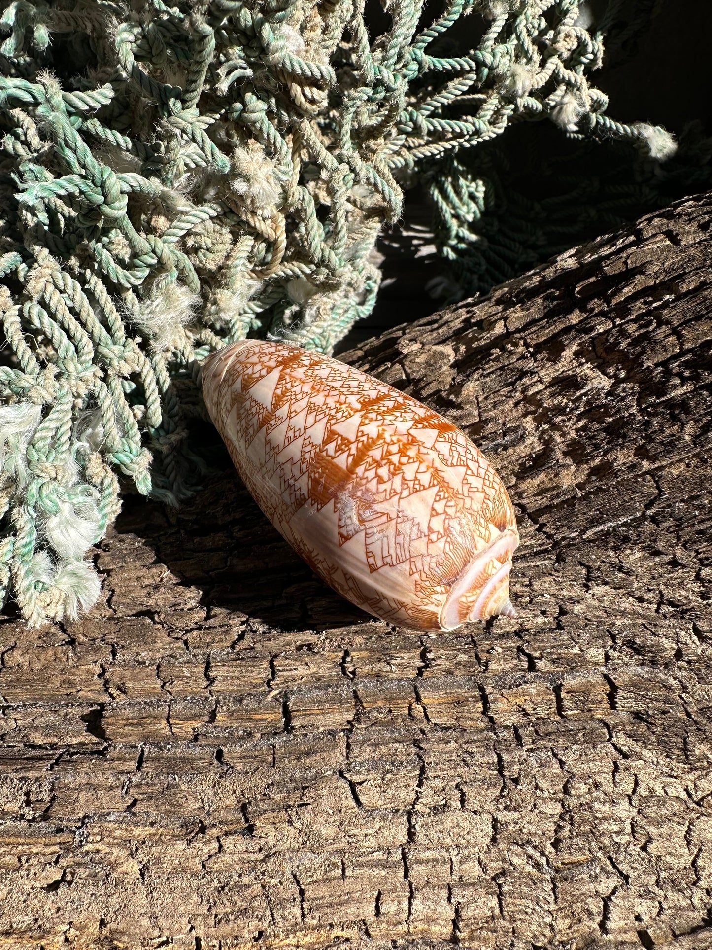 Polished Tent Olive - Oliva porphyria Slight Damage