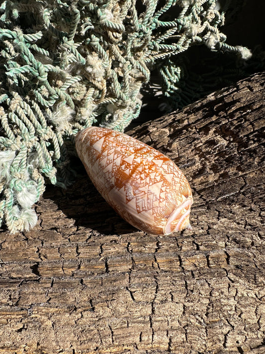 Polished Tent Olive - Oliva porphyria Slight Damage