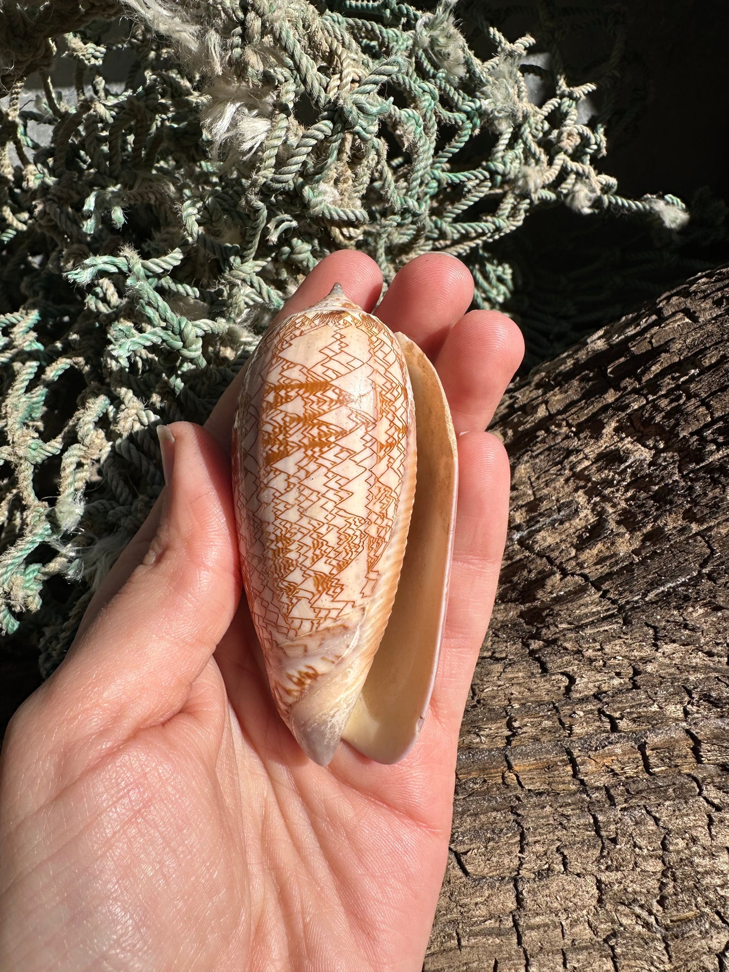 Polished Tent Olive - Oliva porphyria Slight Damage