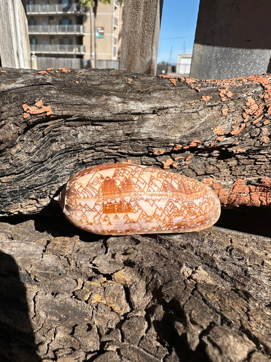 Tent Olive - Oliva porphyria