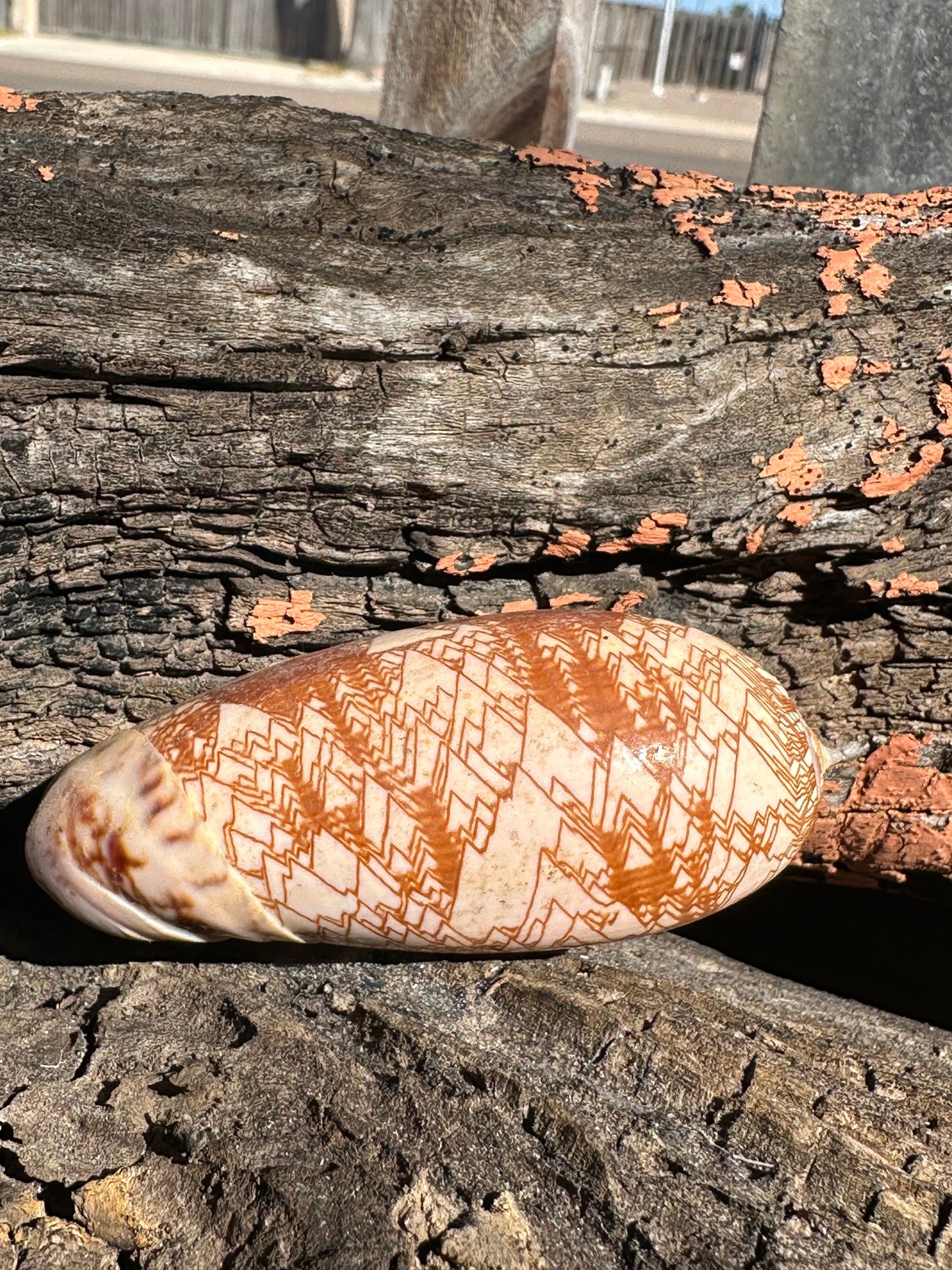 Tent Olive - Oliva porphyria