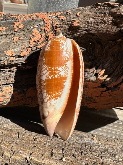 Tent Olive - Oliva porphyria
