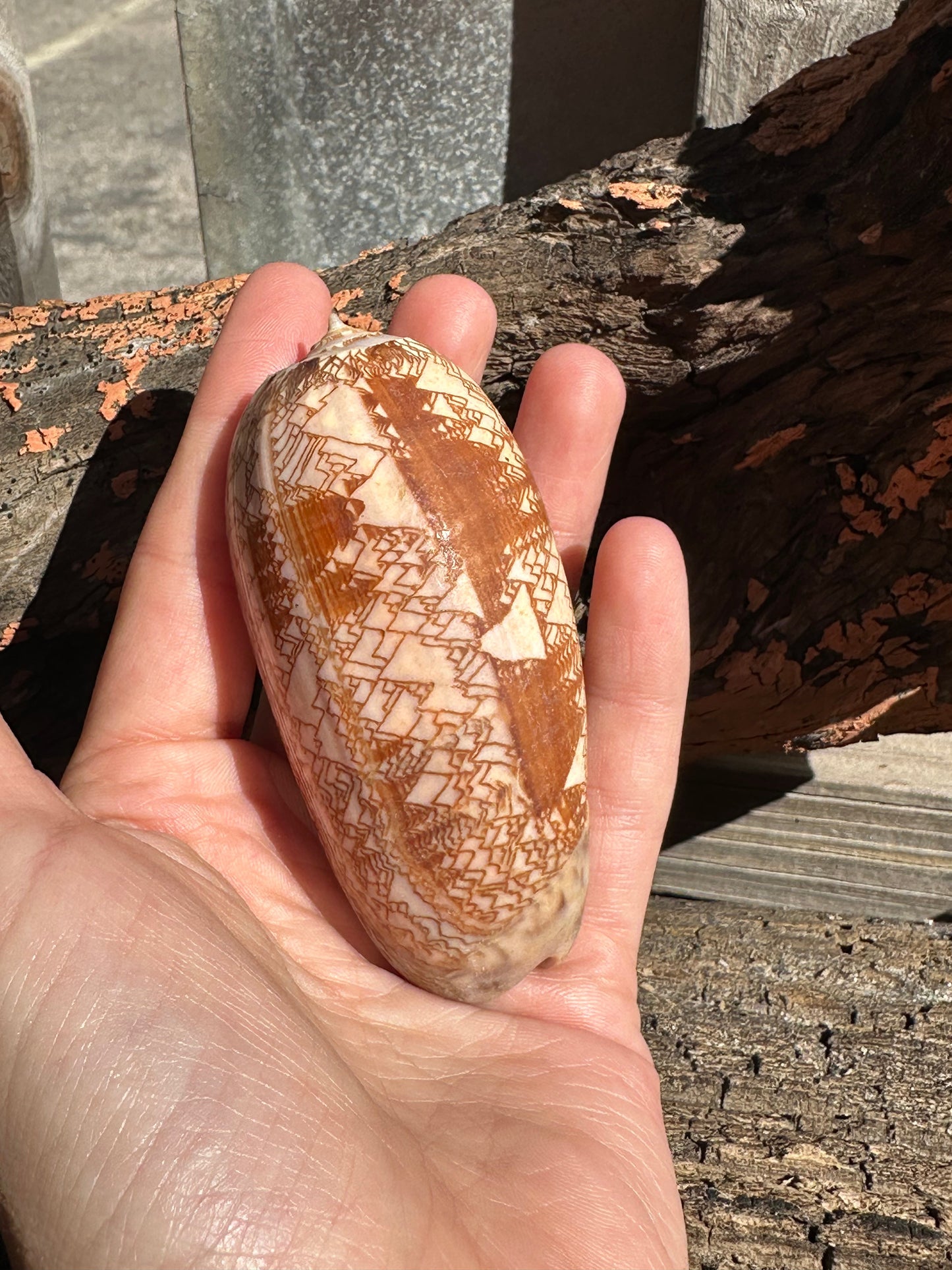 Tent Olive - Oliva porphyria