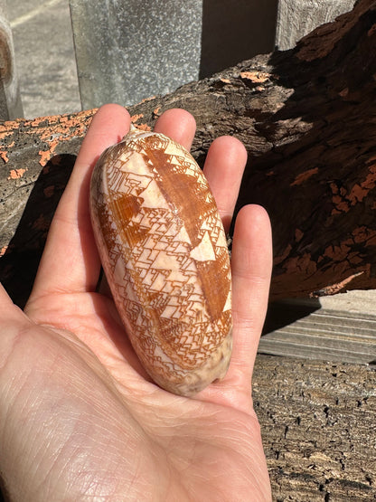 Tent Olive - Oliva porphyria