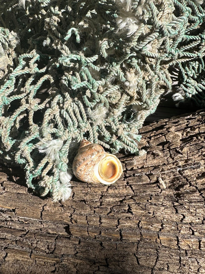 Snakeskin Turbo with Operculum - Turbo sarmaticus