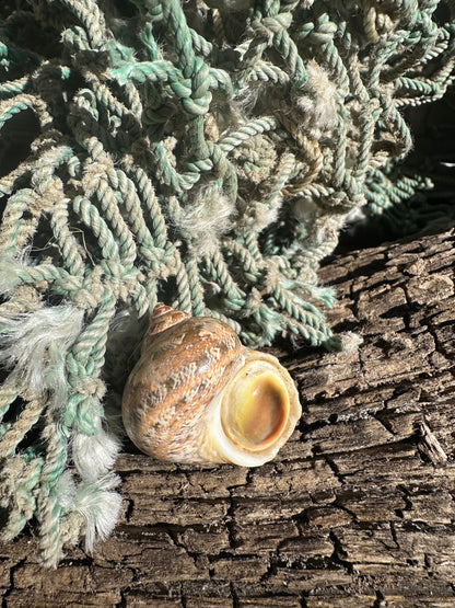 Snakeskin Turbo with Operculum - Turbo sarmaticus