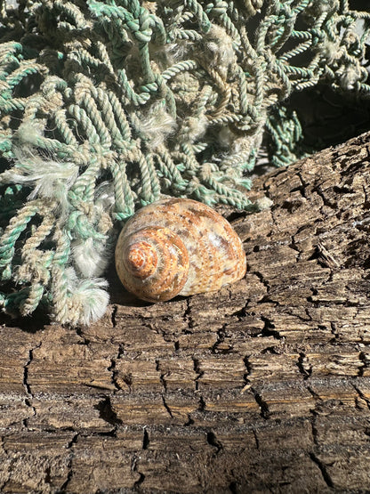 Snakeskin Turbo with Operculum - Turbo sarmaticus