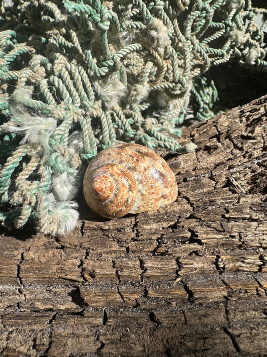 Snakeskin Turbo with Operculum - Turbo sarmaticus