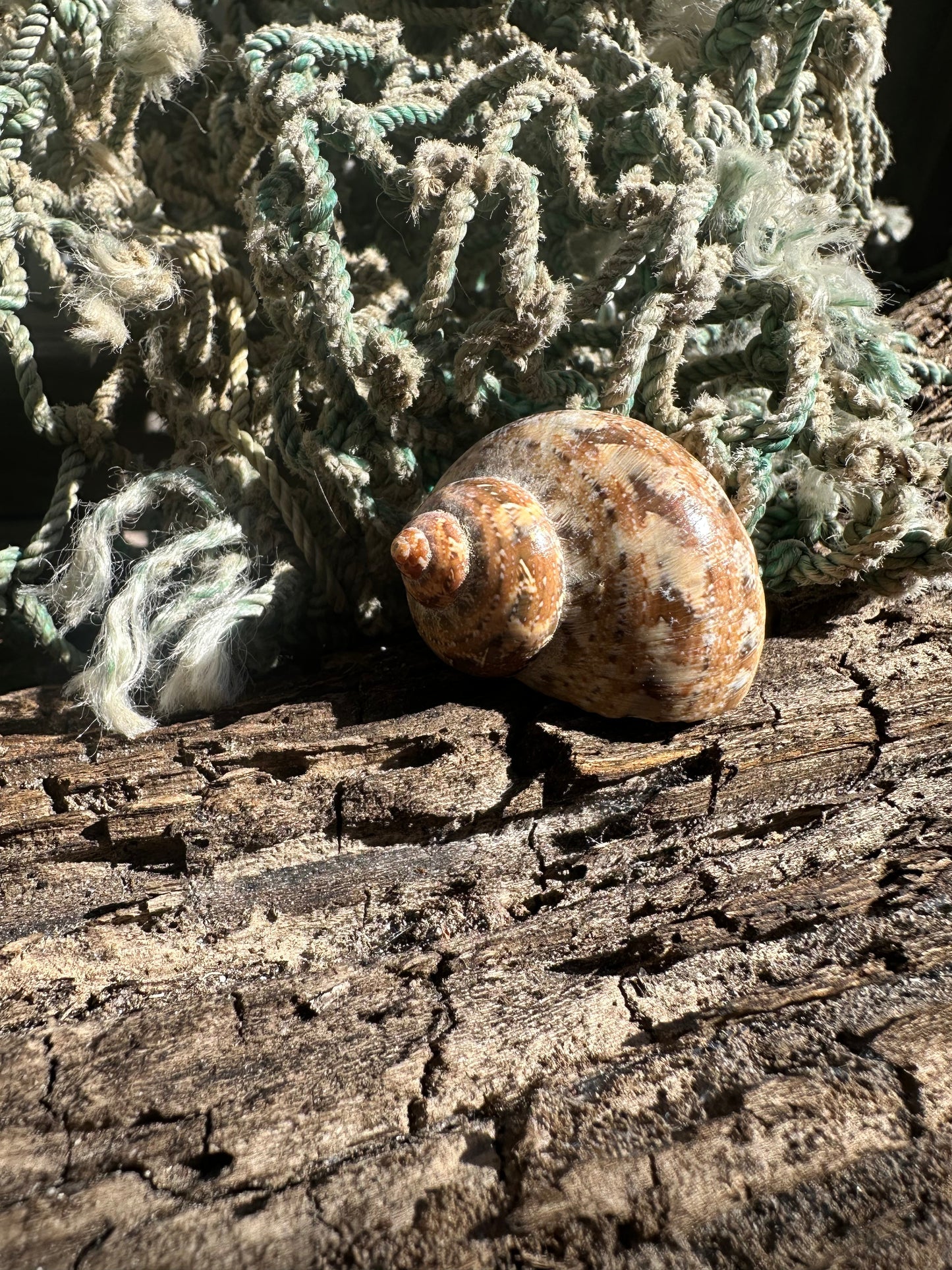 Snakeskin Turbo with Operculum - Turbo sarmaticus