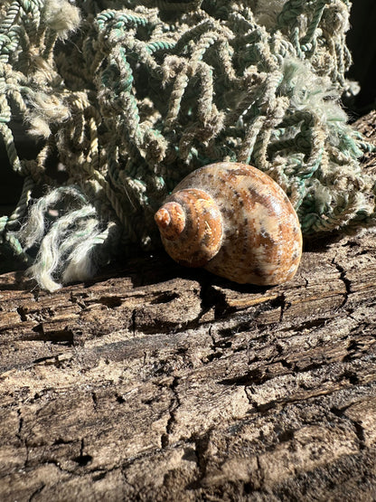 Snakeskin Turbo with Operculum - Turbo sarmaticus