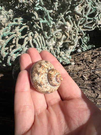 Snakeskin Turbo with Operculum - Turbo sarmaticus