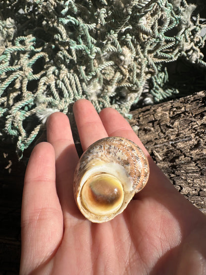 Snakeskin Turbo with Operculum - Turbo sarmaticus