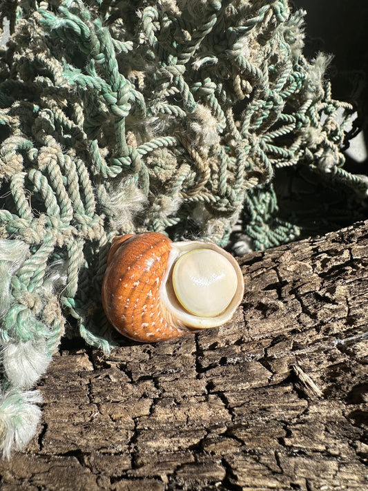 Snakeskin Turbo with Operculum - Turbo sarmaticus