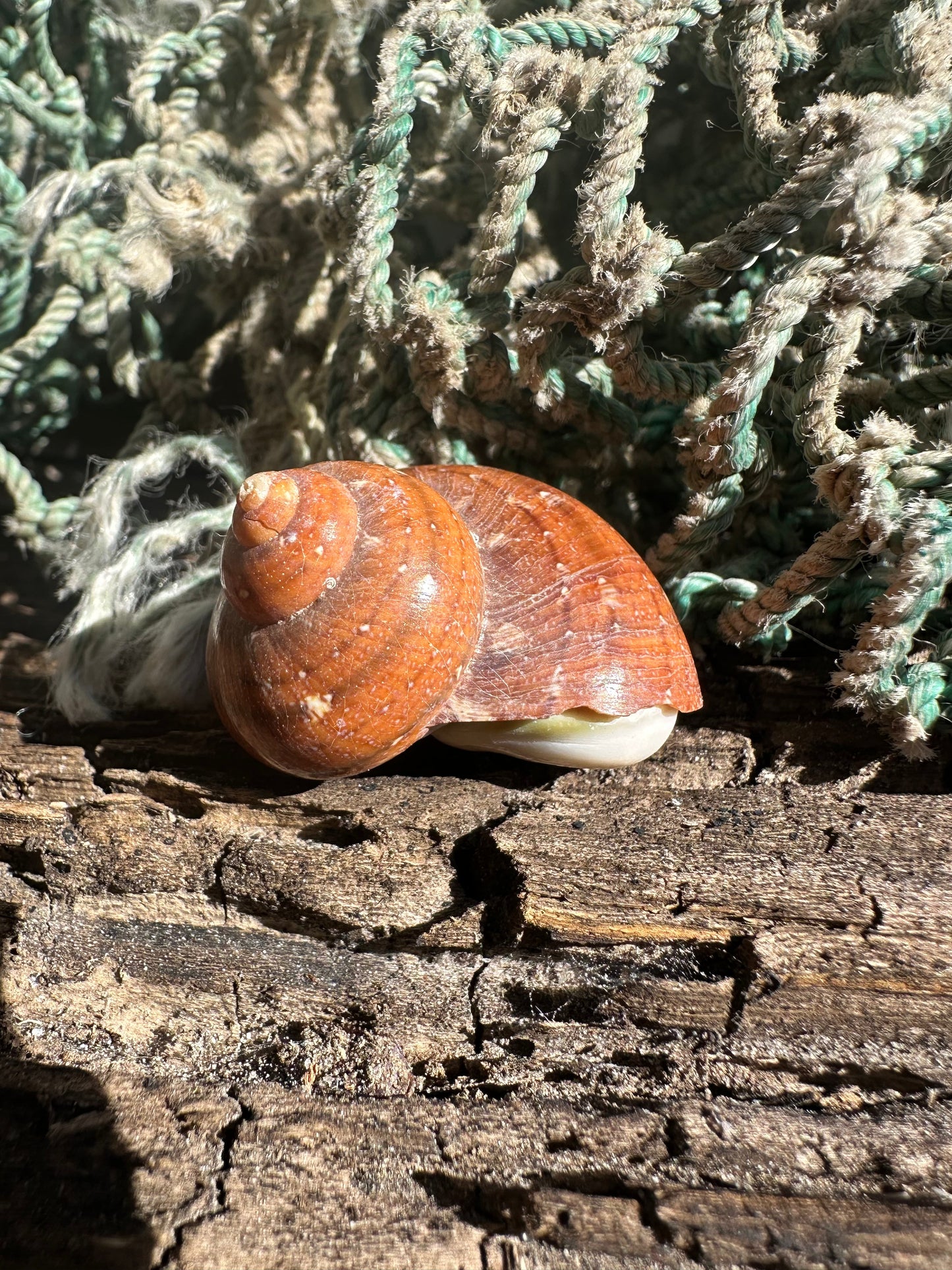 Snakeskin Turbo with Operculum - Turbo sarmaticus