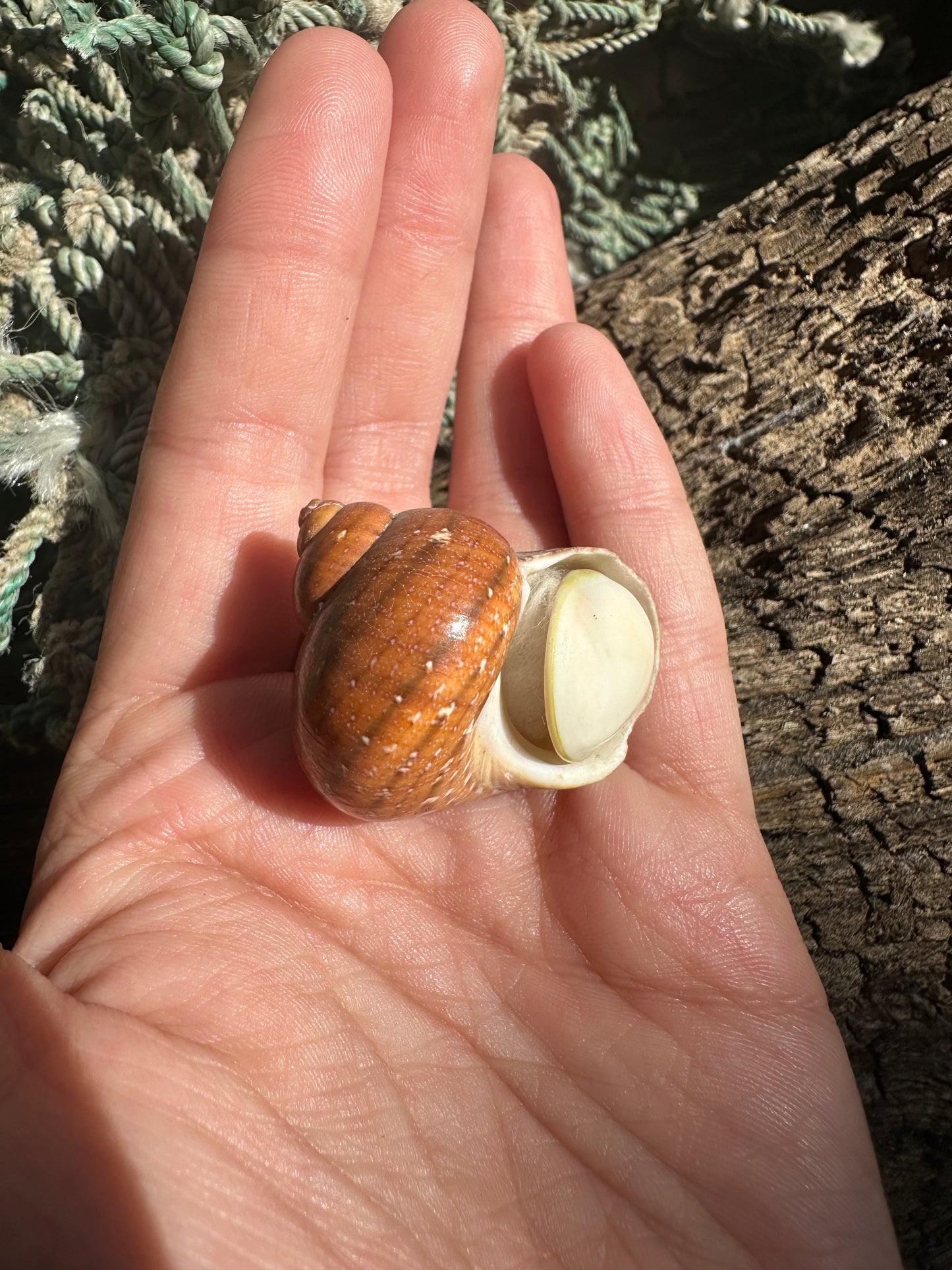 Snakeskin Turbo with Operculum - Turbo sarmaticus