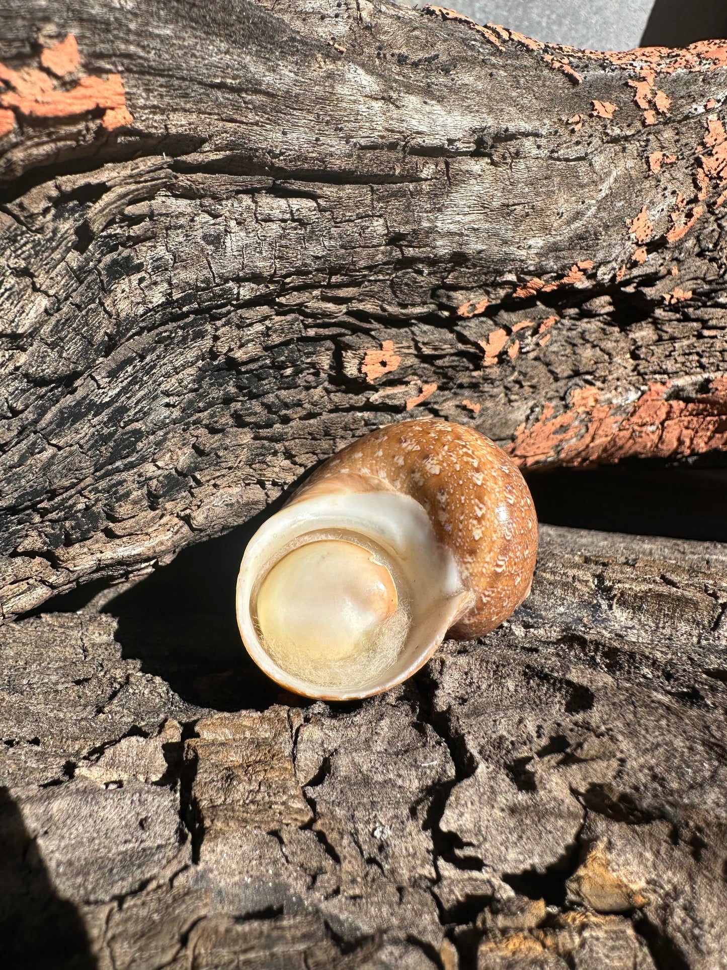 Snakeskin Turbo with Operculum - Turbo sarmaticus