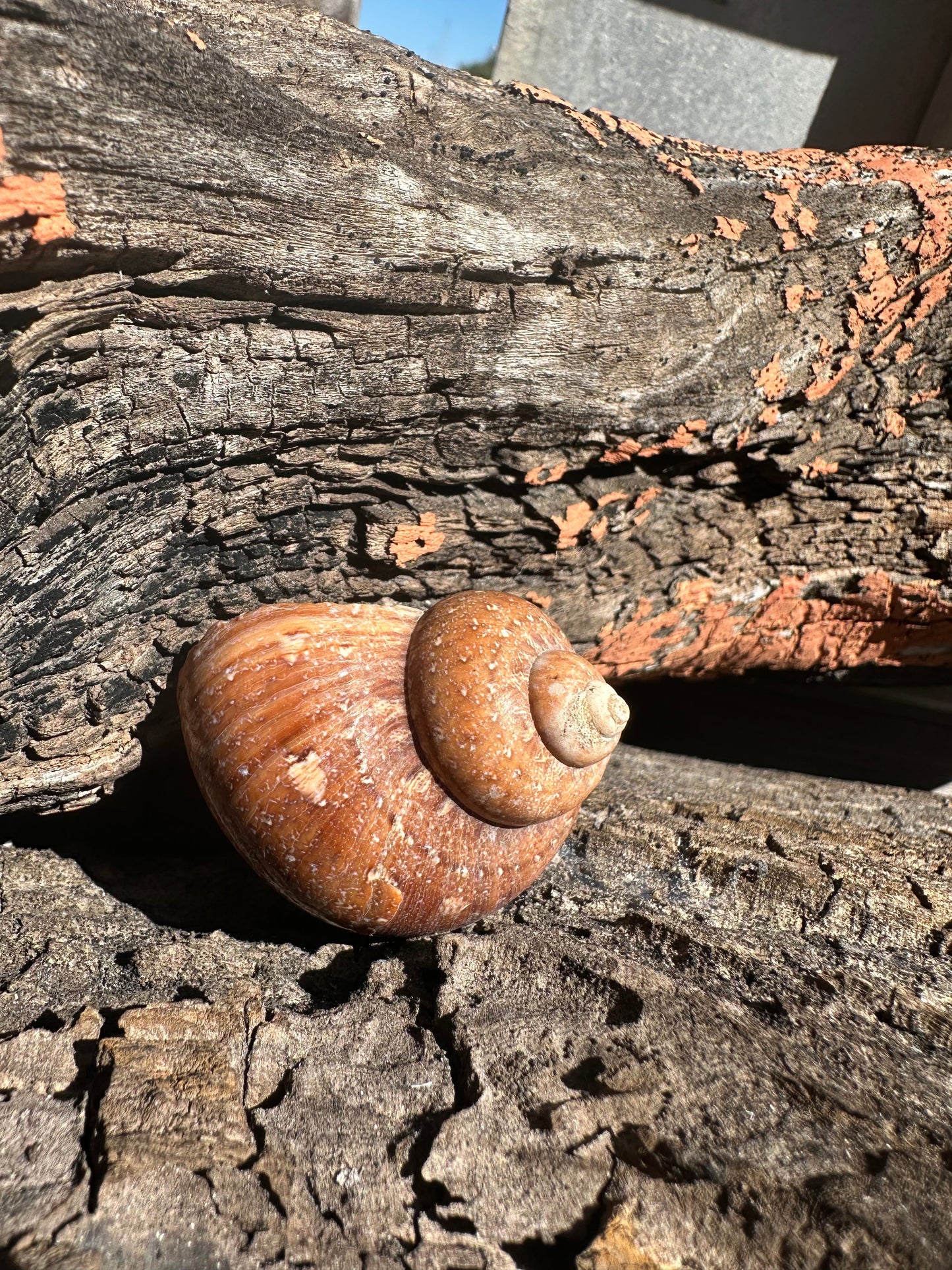 Snakeskin Turbo with Operculum - Turbo sarmaticus