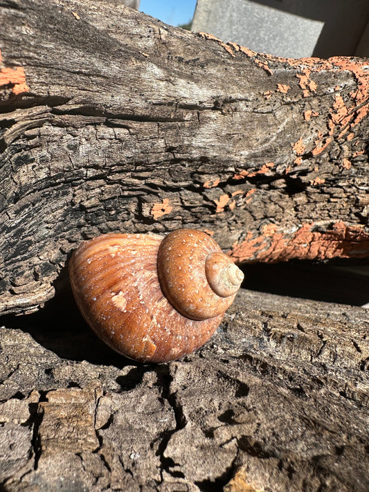 Snakeskin Turbo with Operculum - Turbo sarmaticus