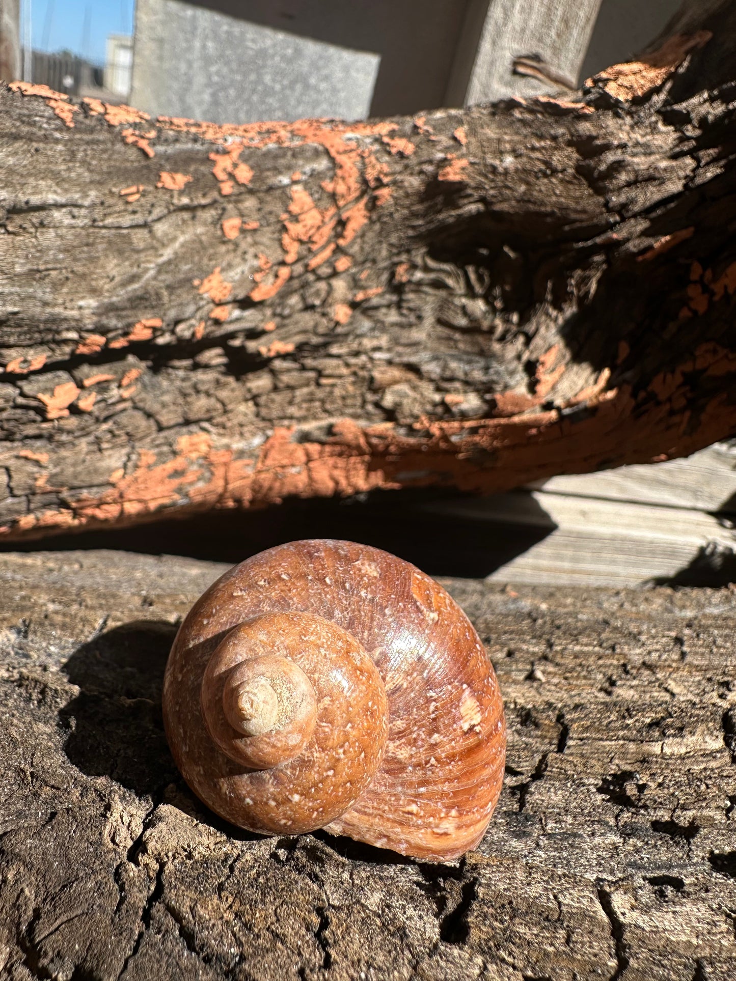 Snakeskin Turbo with Operculum - Turbo sarmaticus