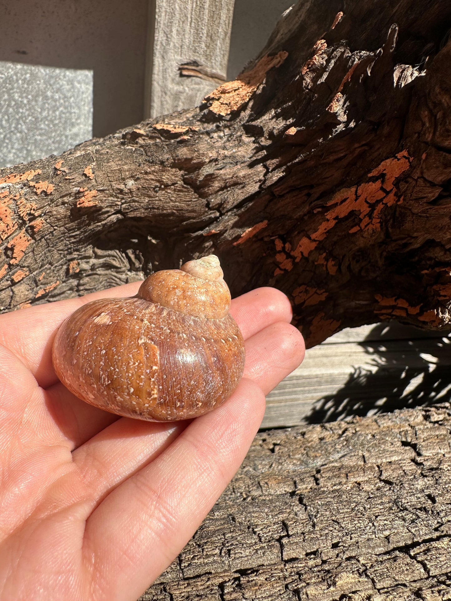 Snakeskin Turbo with Operculum - Turbo sarmaticus