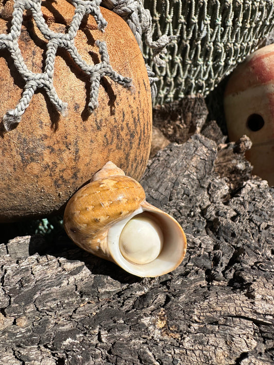 Snakeskin Turbo with Operculum - Turbo sarmaticus