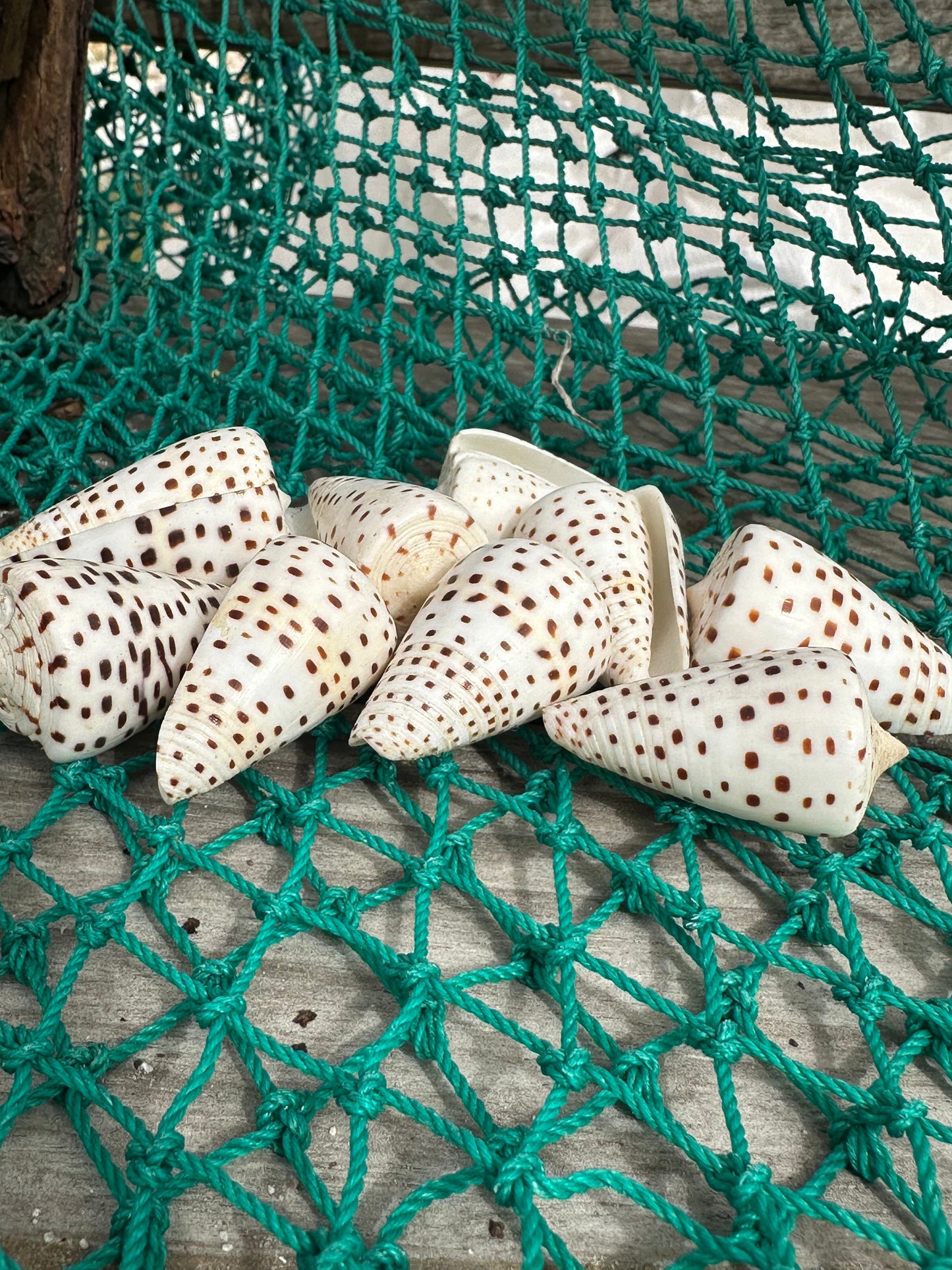 Ivory Cone - Conus eburneus