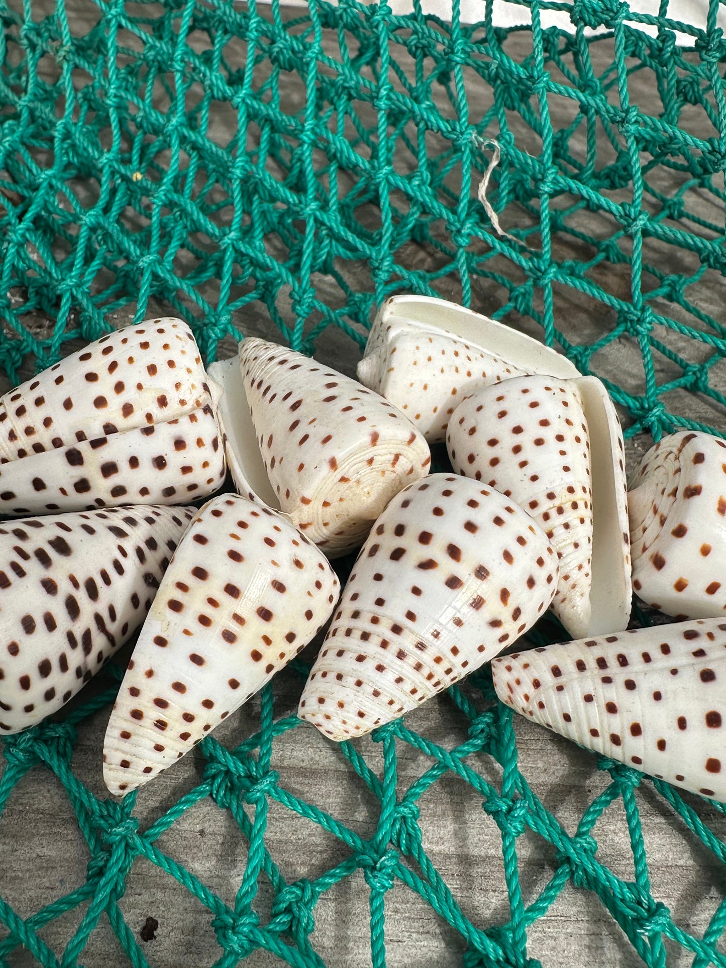 Ivory Cone - Conus eburneus