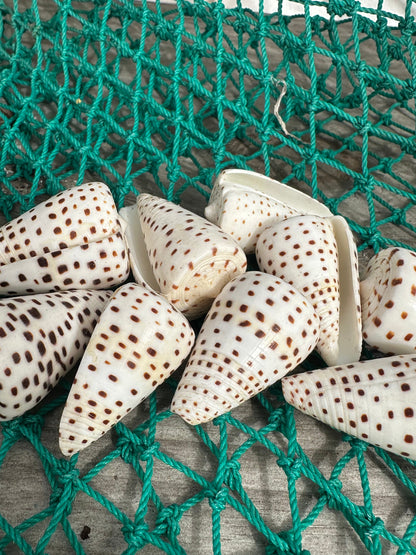 Ivory Cone - Conus eburneus