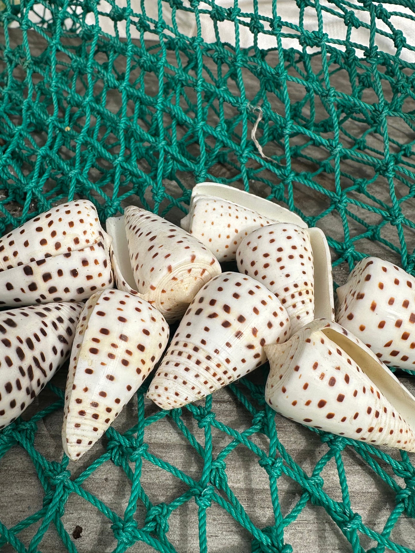 Ivory Cone - Conus eburneus