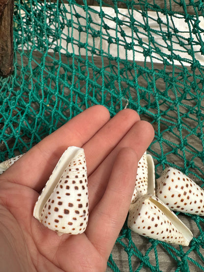 Ivory Cone - Conus eburneus