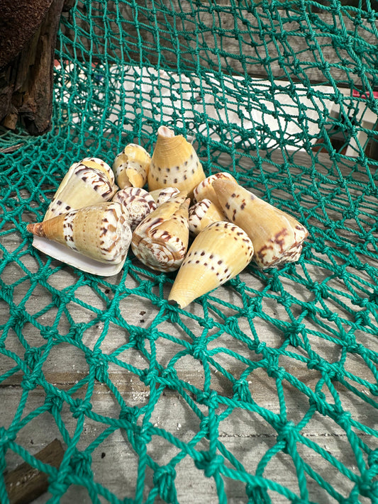 Weasel Cone - Conus mustelinus