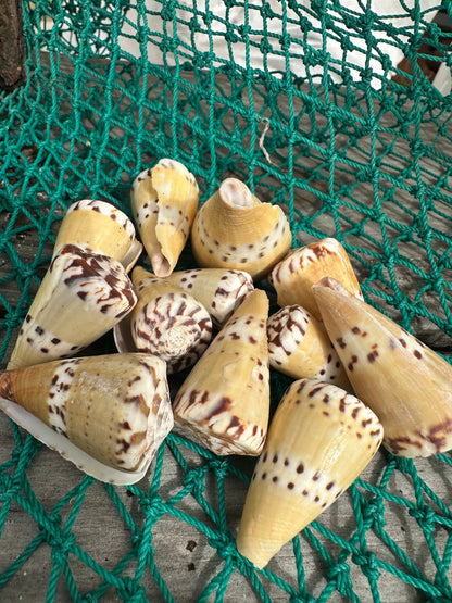 Weasel Cone - Conus mustelinus