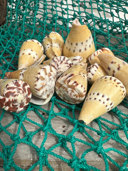 Weasel Cone - Conus mustelinus